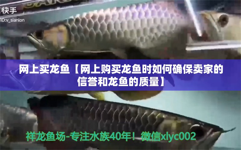 網(wǎng)上買龍魚【網(wǎng)上購買龍魚時如何確保賣家的信譽和龍魚的質(zhì)量】 水族問答 第2張