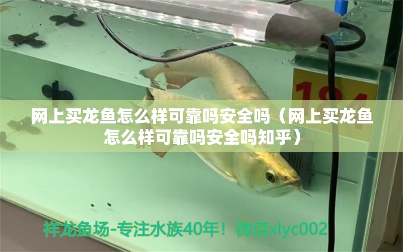 網(wǎng)上買龍魚怎么樣可靠嗎安全嗎（網(wǎng)上買龍魚怎么樣可靠嗎安全嗎知乎）