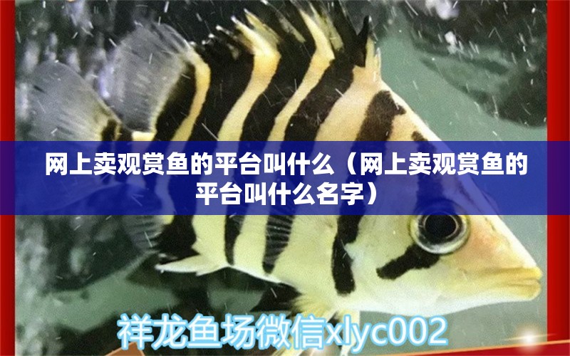 網(wǎng)上賣觀賞魚的平臺叫什么（網(wǎng)上賣觀賞魚的平臺叫什么名字）