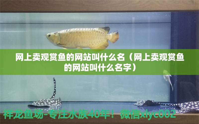 網(wǎng)上賣觀賞魚的網(wǎng)站叫什么名（網(wǎng)上賣觀賞魚的網(wǎng)站叫什么名字）