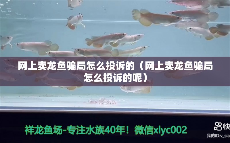 網(wǎng)上賣龍魚騙局怎么投訴的（網(wǎng)上賣龍魚騙局怎么投訴的呢） 網(wǎng)上購(gòu)買觀賞魚