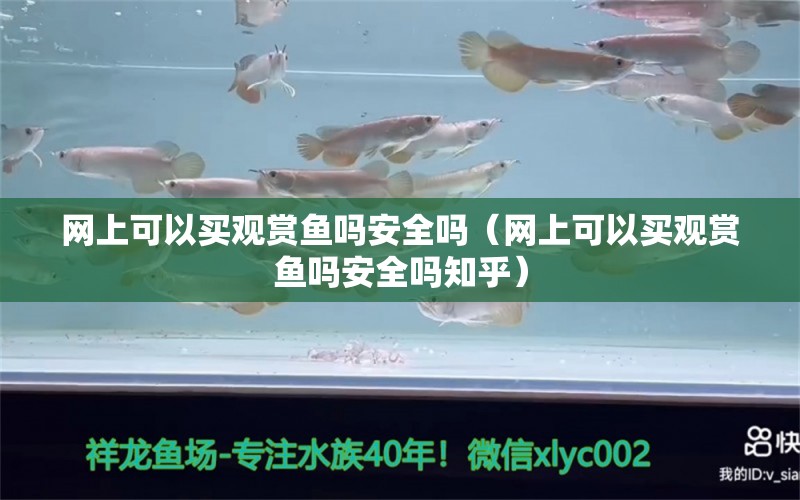 網(wǎng)上可以買觀賞魚(yú)嗎安全嗎（網(wǎng)上可以買觀賞魚(yú)嗎安全嗎知乎）