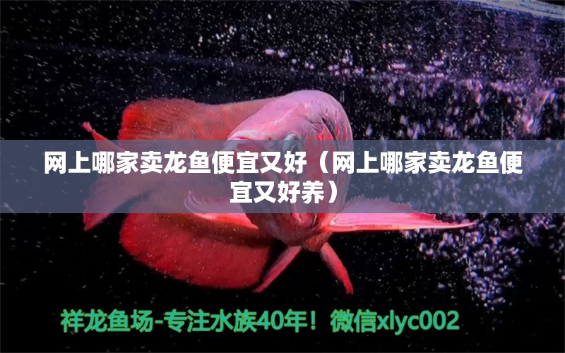 網上哪家賣龍魚便宜又好（網上哪家賣龍魚便宜又好養(yǎng)） 網上購買觀賞魚