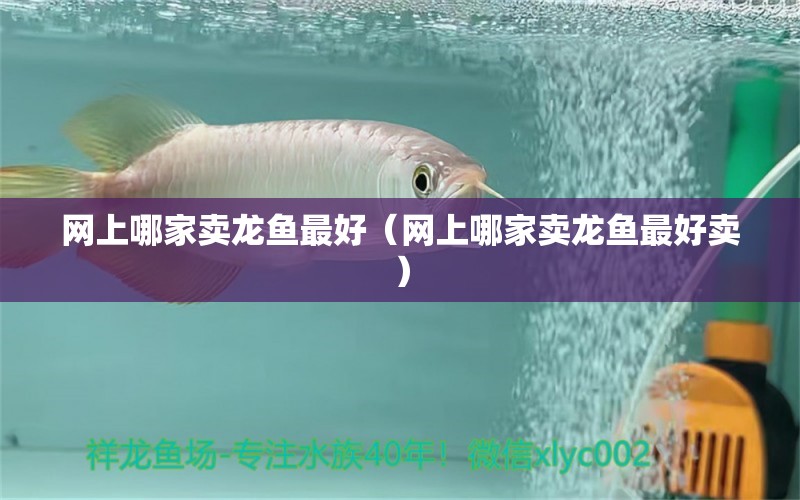 網(wǎng)上哪家賣龍魚最好（網(wǎng)上哪家賣龍魚最好賣）