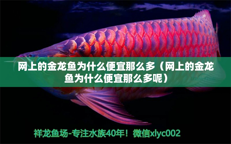 網(wǎng)上的金龍魚為什么便宜那么多（網(wǎng)上的金龍魚為什么便宜那么多呢） 網(wǎng)上購(gòu)買觀賞魚