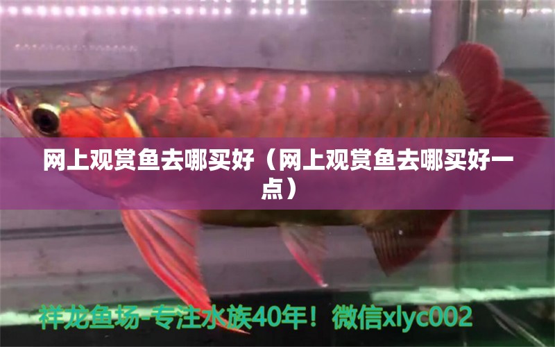 網(wǎng)上觀賞魚去哪買好（網(wǎng)上觀賞魚去哪買好一點(diǎn)）