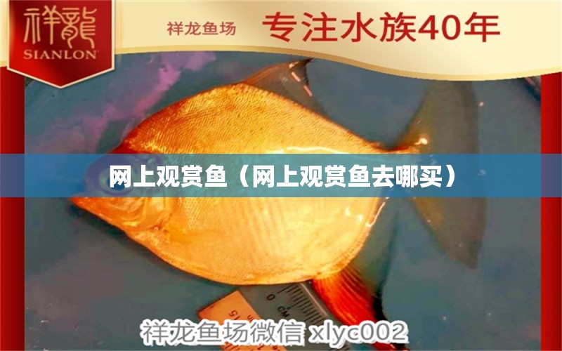 網(wǎng)上觀賞魚（網(wǎng)上觀賞魚去哪買）