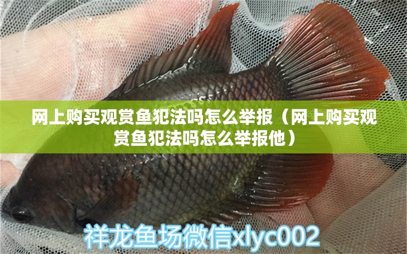 網(wǎng)上購(gòu)買觀賞魚犯法嗎怎么舉報(bào)（網(wǎng)上購(gòu)買觀賞魚犯法嗎怎么舉報(bào)他）