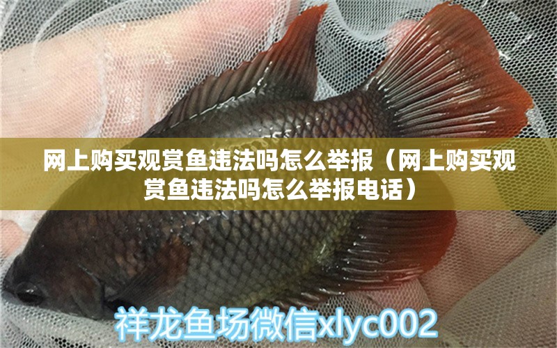 網(wǎng)上購(gòu)買觀賞魚違法嗎怎么舉報(bào)（網(wǎng)上購(gòu)買觀賞魚違法嗎怎么舉報(bào)電話）