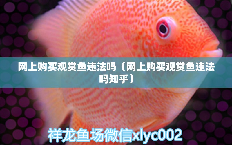 網(wǎng)上購(gòu)買觀賞魚違法嗎（網(wǎng)上購(gòu)買觀賞魚違法嗎知乎）