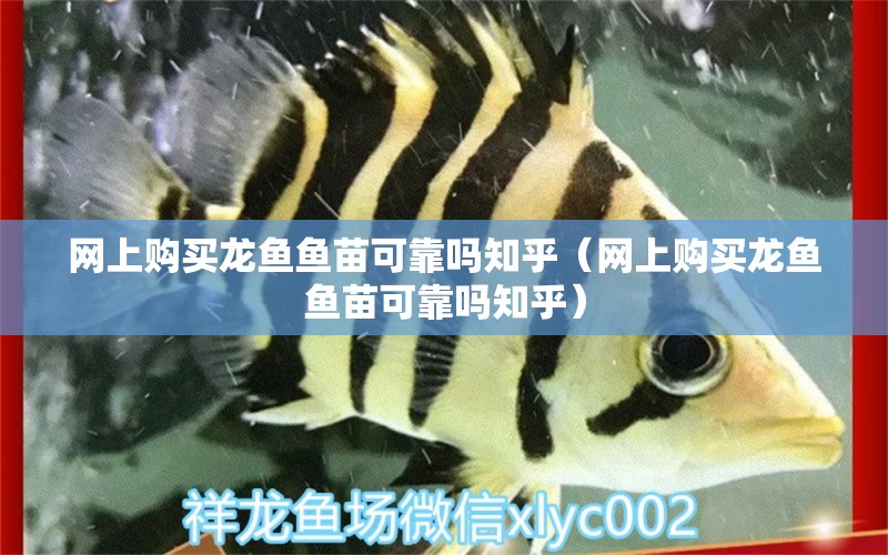 網上購買龍魚魚苗可靠嗎知乎（網上購買龍魚魚苗可靠嗎知乎）