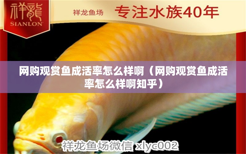 網(wǎng)購觀賞魚成活率怎么樣?。ňW(wǎng)購觀賞魚成活率怎么樣啊知乎）