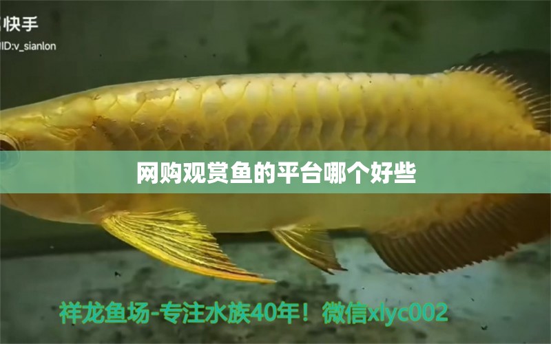 網(wǎng)購(gòu)觀賞魚的平臺(tái)哪個(gè)好些 二氧化碳設(shè)備