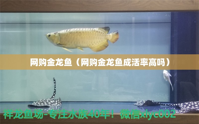 網(wǎng)購金龍魚（網(wǎng)購金龍魚成活率高嗎）