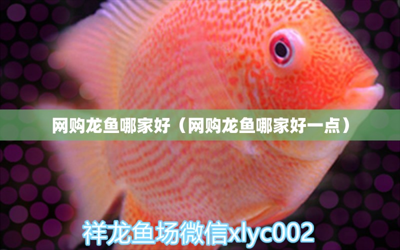 網(wǎng)購龍魚哪家好（網(wǎng)購龍魚哪家好一點） 廣州龍魚批發(fā)市場