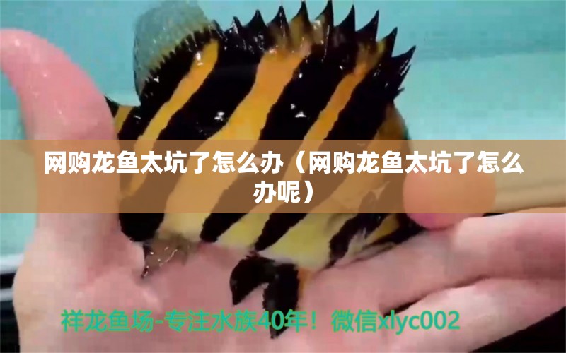 網(wǎng)購(gòu)龍魚(yú)太坑了怎么辦（網(wǎng)購(gòu)龍魚(yú)太坑了怎么辦呢）