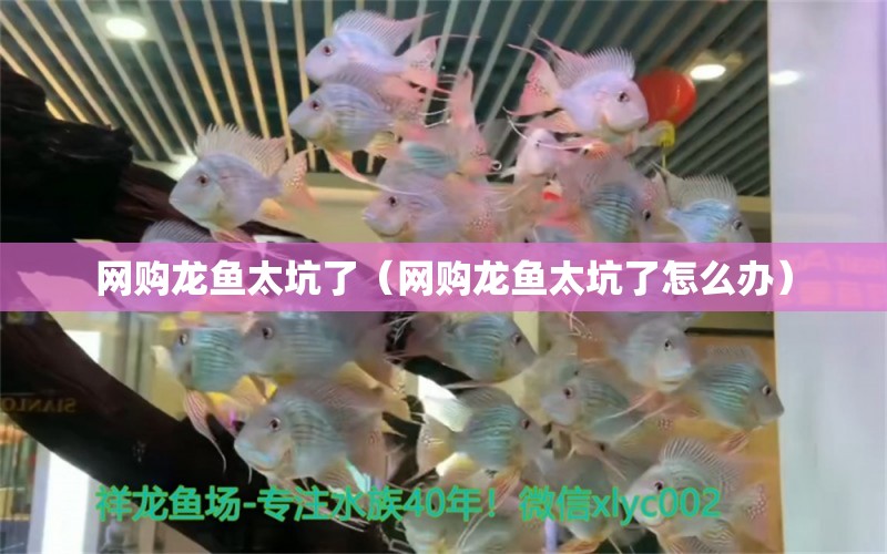 網(wǎng)購(gòu)龍魚(yú)太坑了（網(wǎng)購(gòu)龍魚(yú)太坑了怎么辦） 網(wǎng)上購(gòu)買(mǎi)觀賞魚(yú)