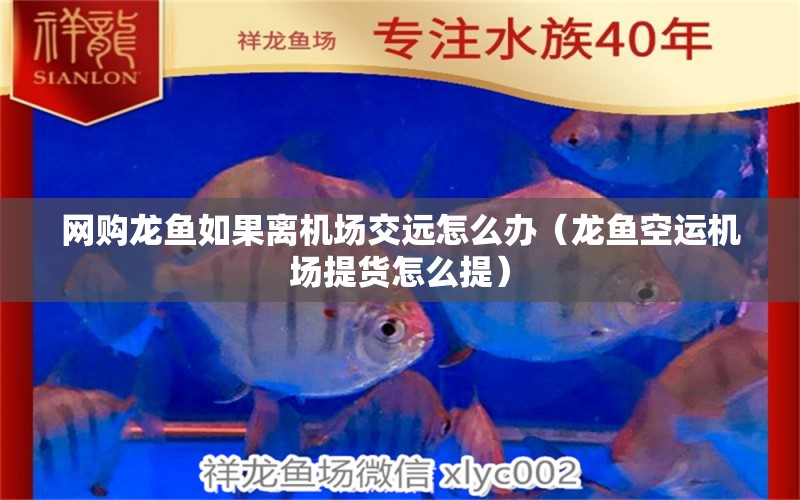 網(wǎng)購(gòu)龍魚如果離機(jī)場(chǎng)交遠(yuǎn)怎么辦（龍魚空運(yùn)機(jī)場(chǎng)提貨怎么提）