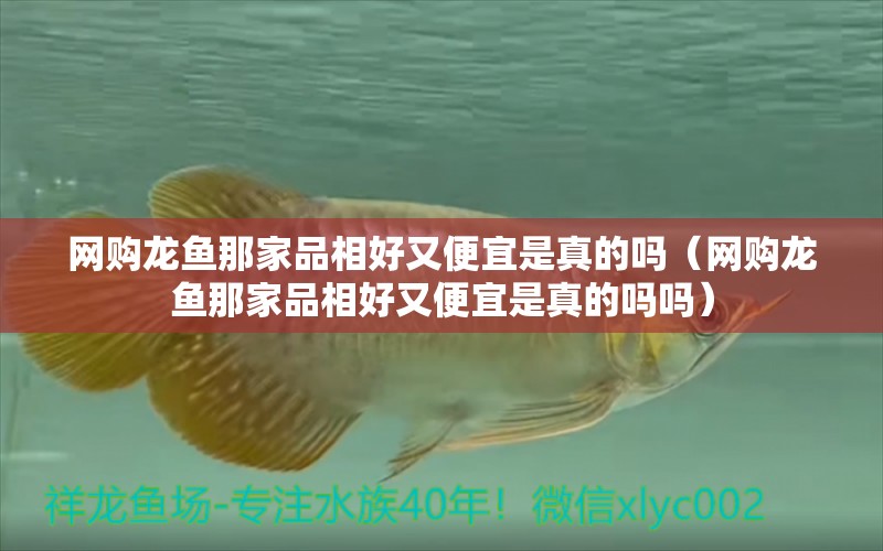 網(wǎng)購(gòu)龍魚那家品相好又便宜是真的嗎（網(wǎng)購(gòu)龍魚那家品相好又便宜是真的嗎嗎）