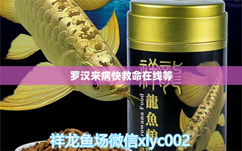 羅漢來病快救命在線等 龍魚疾病與治療