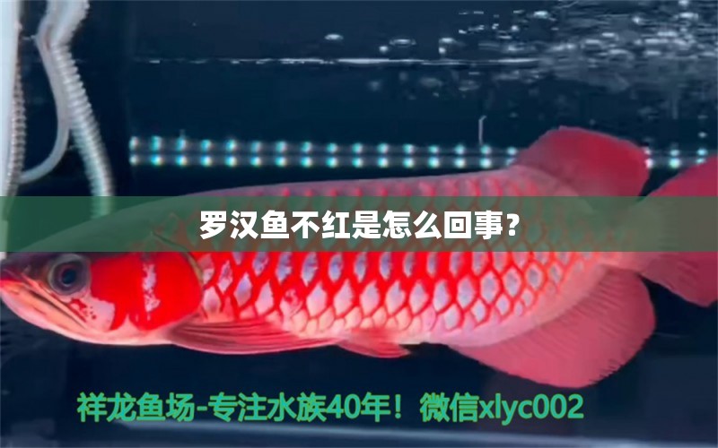 羅漢魚不紅是怎么回事？ 羅漢魚