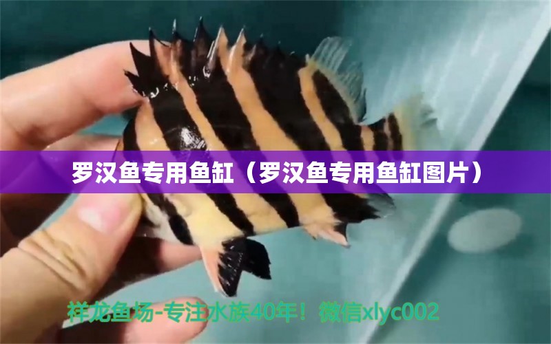 羅漢魚專用魚缸（羅漢魚專用魚缸圖片） 羅漢魚