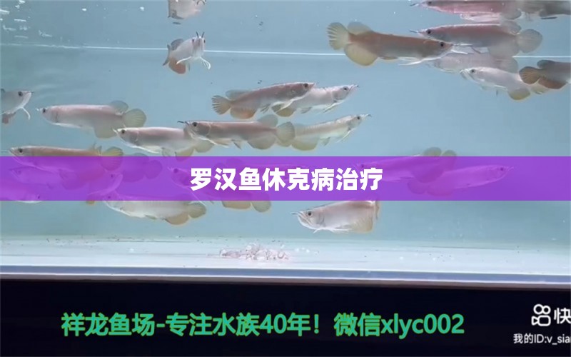 羅漢魚休克病治療 羅漢魚