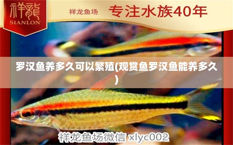 羅漢魚養(yǎng)多久可以繁殖(觀賞魚羅漢魚能養(yǎng)多久) 羅漢魚