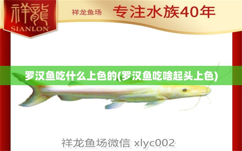 羅漢魚吃什么上色的(羅漢魚吃啥起頭上色) 羅漢魚