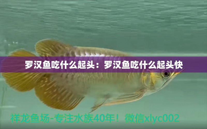 羅漢魚吃什么起頭：羅漢魚吃什么起頭快 羅漢魚