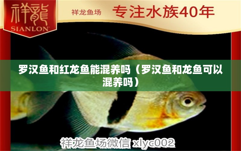 羅漢魚和紅龍魚能混養(yǎng)嗎（羅漢魚和龍魚可以混養(yǎng)嗎） 除藻劑