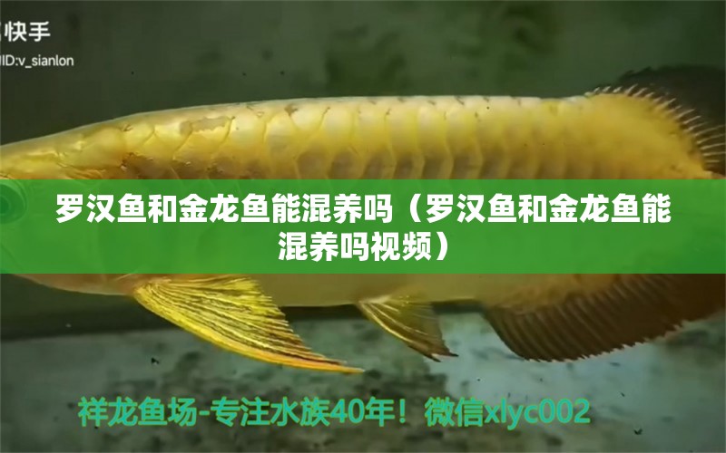 羅漢魚和金龍魚能混養(yǎng)嗎（羅漢魚和金龍魚能混養(yǎng)嗎視頻） 羅漢魚