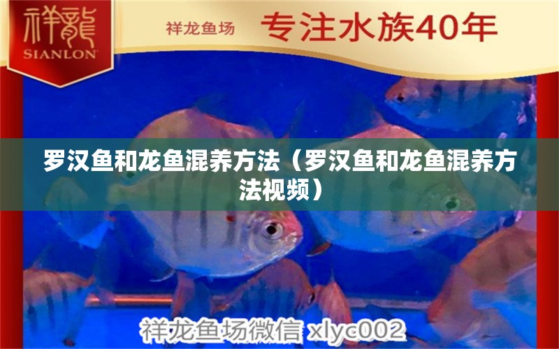 羅漢魚(yú)和龍魚(yú)混養(yǎng)方法（羅漢魚(yú)和龍魚(yú)混養(yǎng)方法視頻） 羅漢魚(yú)