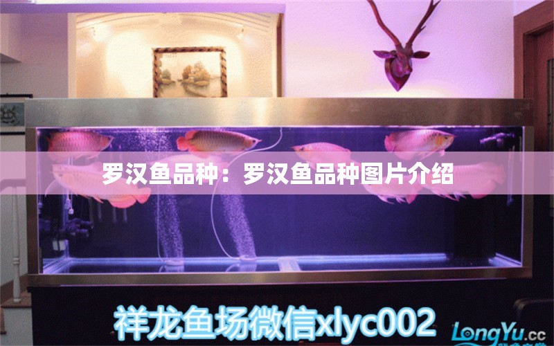 羅漢魚品種：羅漢魚品種圖片介紹 羅漢魚