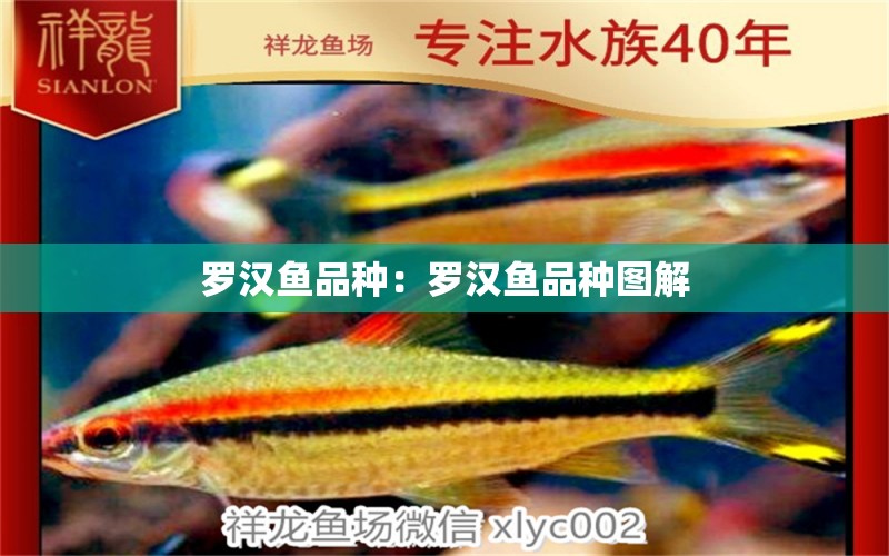 羅漢魚品種：羅漢魚品種圖解 羅漢魚