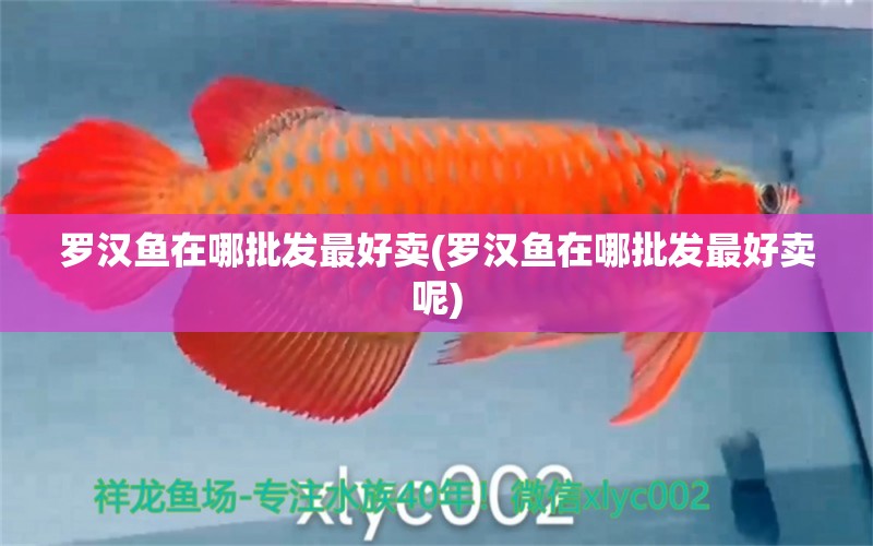 羅漢魚在哪批發(fā)最好賣(羅漢魚在哪批發(fā)最好賣呢)