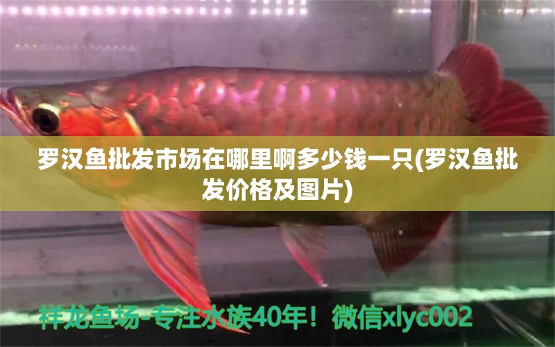 羅漢魚(yú)批發(fā)市場(chǎng)在哪里啊多少錢一只(羅漢魚(yú)批發(fā)價(jià)格及圖片) 羅漢魚(yú)