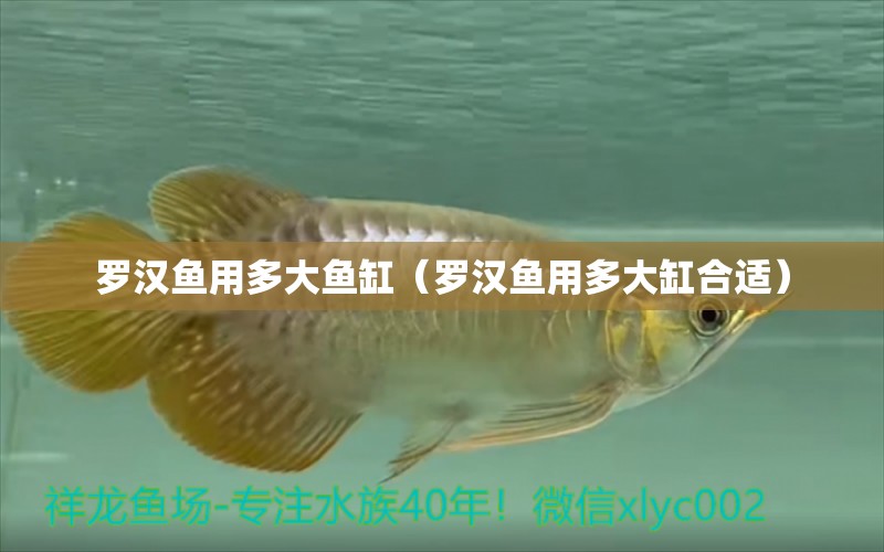 羅漢魚用多大魚缸（羅漢魚用多大缸合適） 七紋巨鯉魚