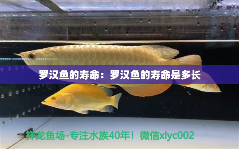 羅漢魚的壽命：羅漢魚的壽命是多長(zhǎng) 羅漢魚