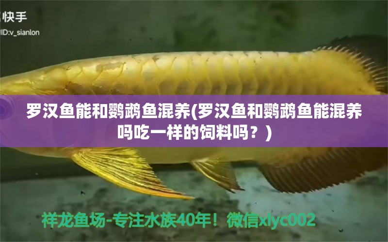 羅漢魚能和鸚鵡魚混養(yǎng)(羅漢魚和鸚鵡魚能混養(yǎng)嗎吃一樣的飼料嗎？) 鸚鵡魚