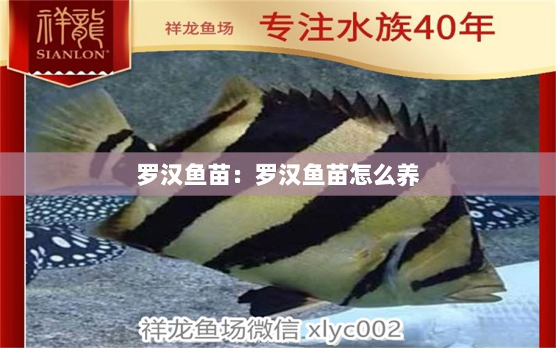 羅漢魚苗：羅漢魚苗怎么養(yǎng) 羅漢魚