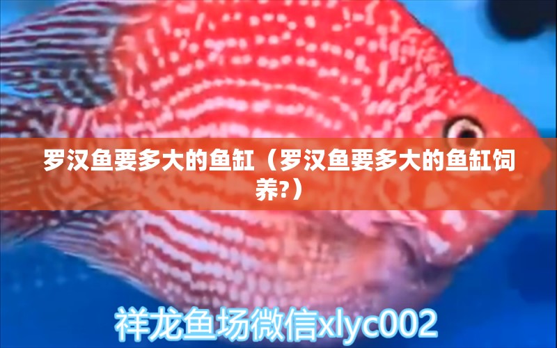 羅漢魚要多大的魚缸（羅漢魚要多大的魚缸飼養(yǎng)?） 羅漢魚