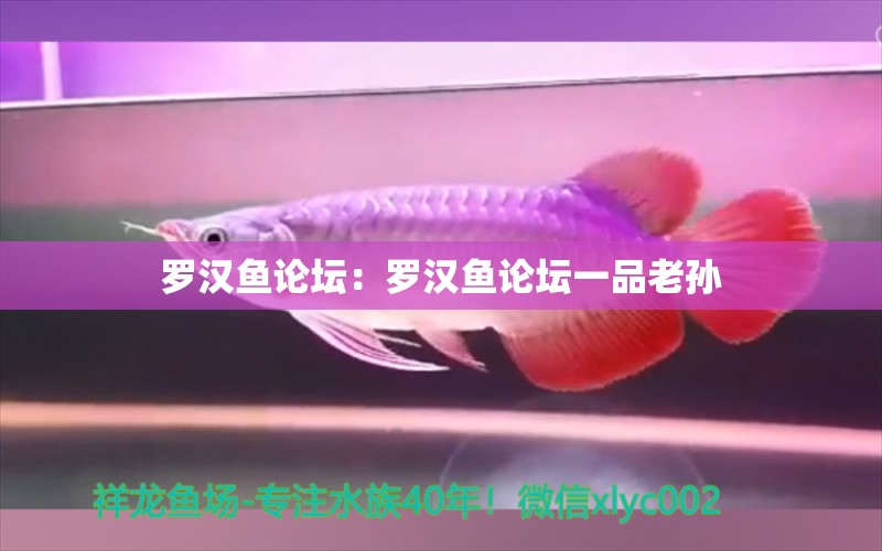 羅漢魚論壇：羅漢魚論壇一品老孫