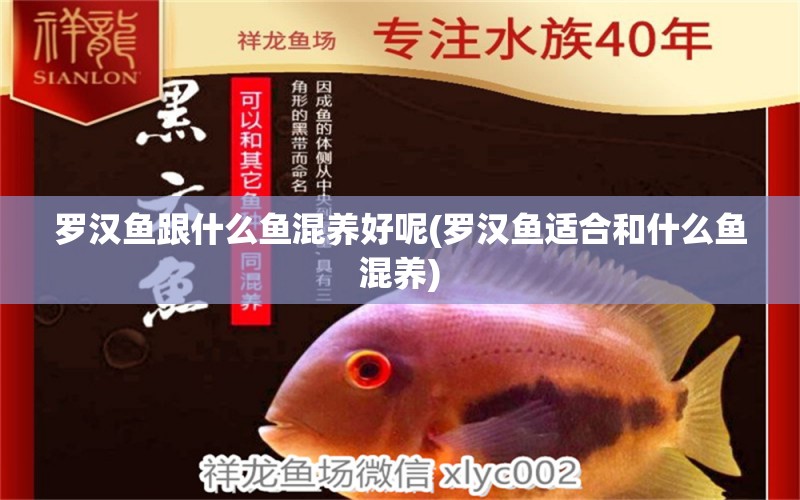 羅漢魚跟什么魚混養(yǎng)好呢(羅漢魚適合和什么魚混養(yǎng)) 羅漢魚