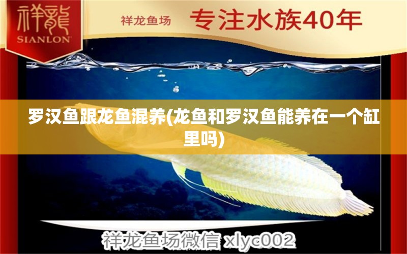 羅漢魚跟龍魚混養(yǎng)(龍魚和羅漢魚能養(yǎng)在一個(gè)缸里嗎) 羅漢魚