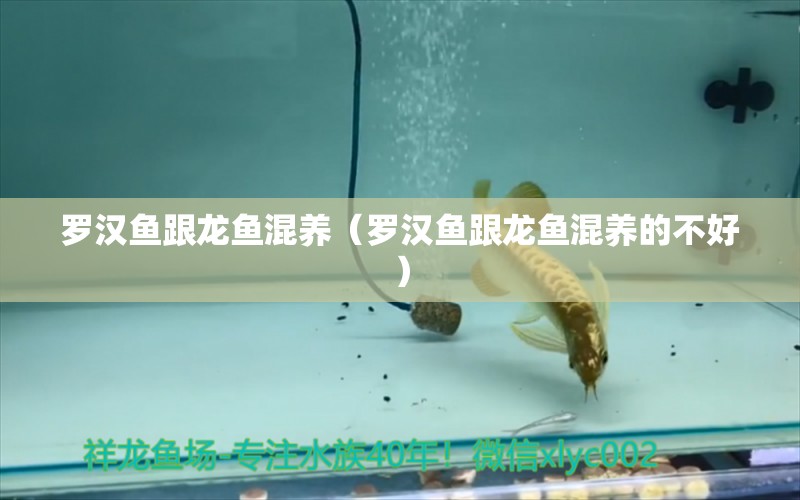 羅漢魚跟龍魚混養(yǎng)（羅漢魚跟龍魚混養(yǎng)的不好）