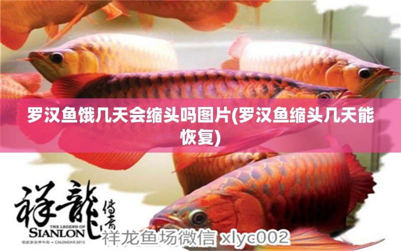 羅漢魚餓幾天會縮頭嗎圖片(羅漢魚縮頭幾天能恢復(fù))