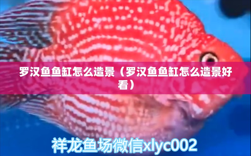 羅漢魚魚缸怎么造景（羅漢魚魚缸怎么造景好看） 羅漢魚