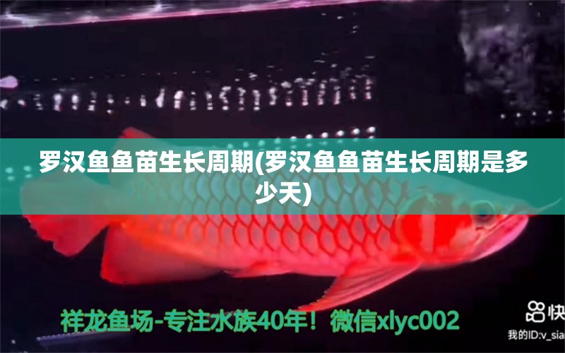 羅漢魚魚苗生長周期(羅漢魚魚苗生長周期是多少天)