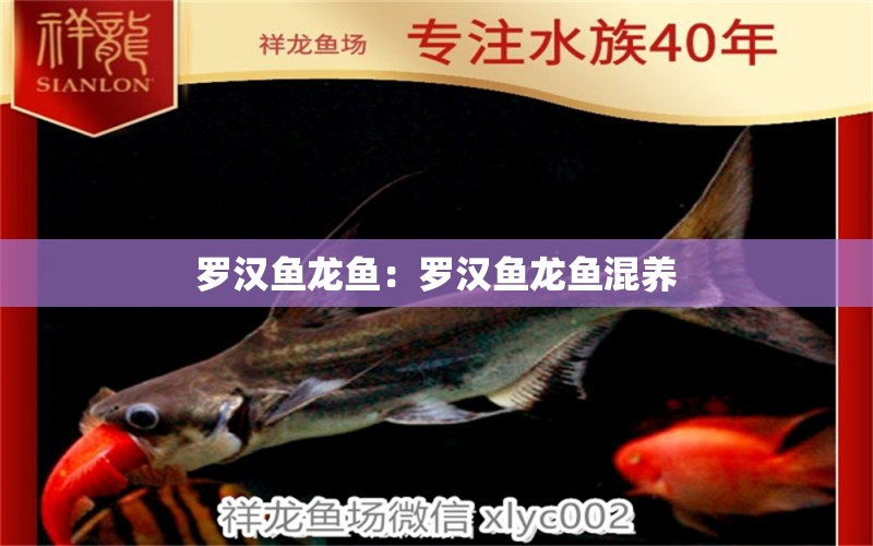 羅漢魚龍魚：羅漢魚龍魚混養(yǎng) 羅漢魚